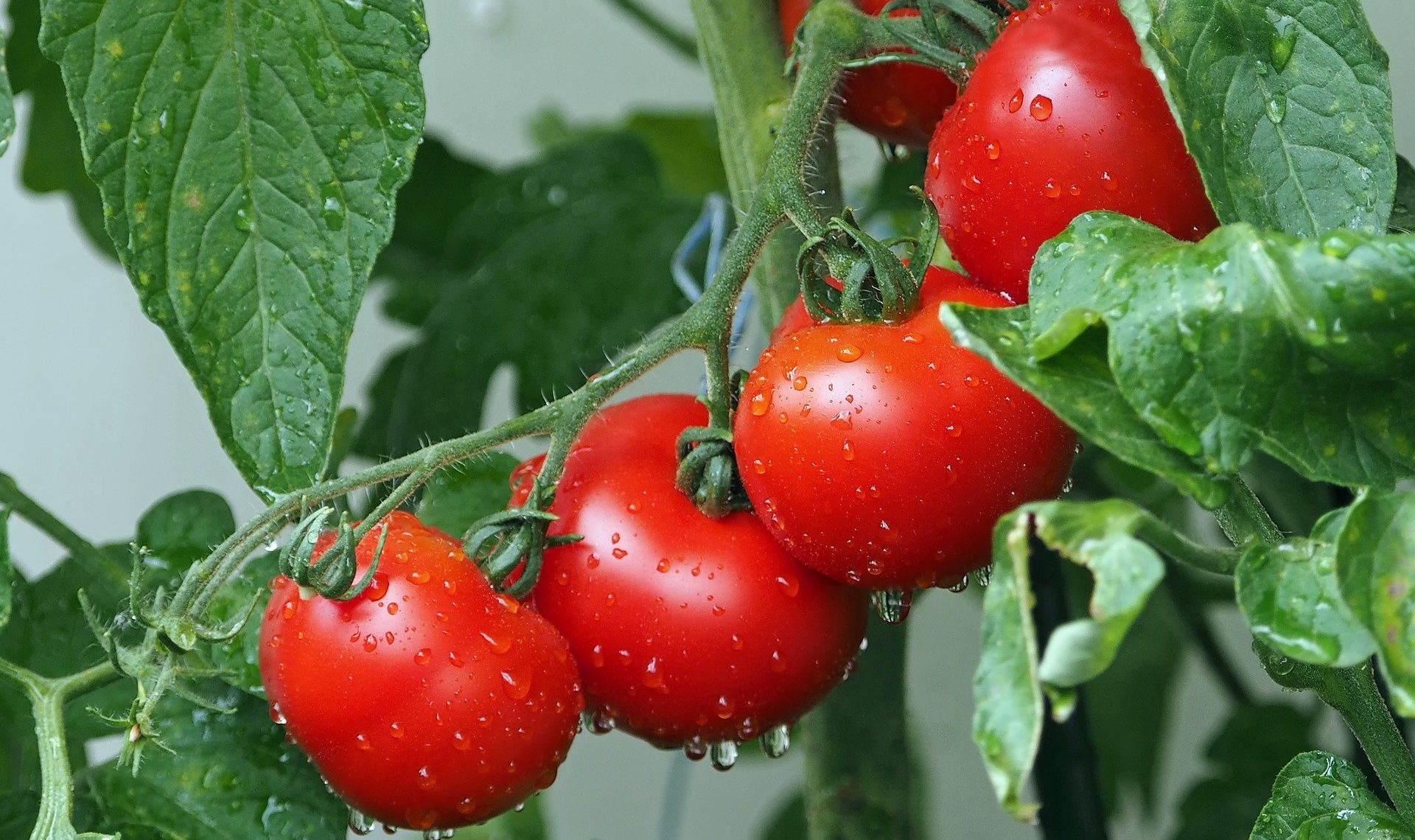 Virus de la tomate : tous les détails pour l’autocontrôle