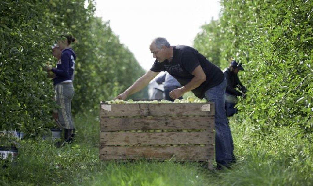 Covid-19 : mise en place d’une allocation pour financer le remplacement des exploitants agricoles empêchés de travailler du fait de l’épidémie de Covid-19