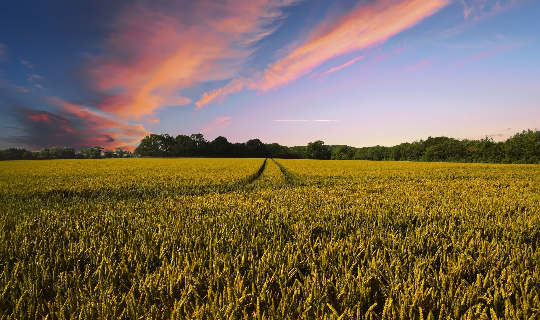 Aides PAC : l’agriculture au cœur du Pacte Vert pour l’Europe