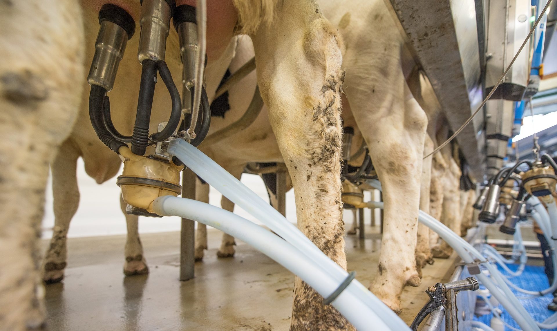Une troisième vague de conversions massives vers le lait bio