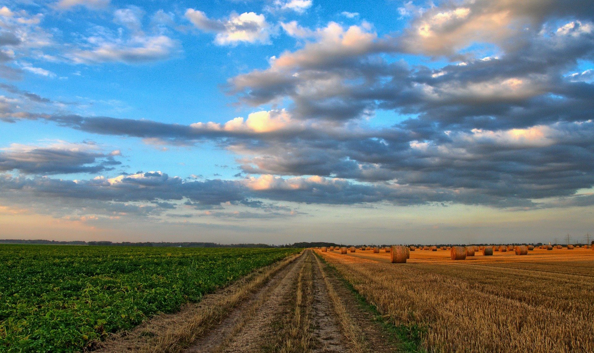 Covid-19 : comment les pays ont-ils soutenu le secteur agricole ?