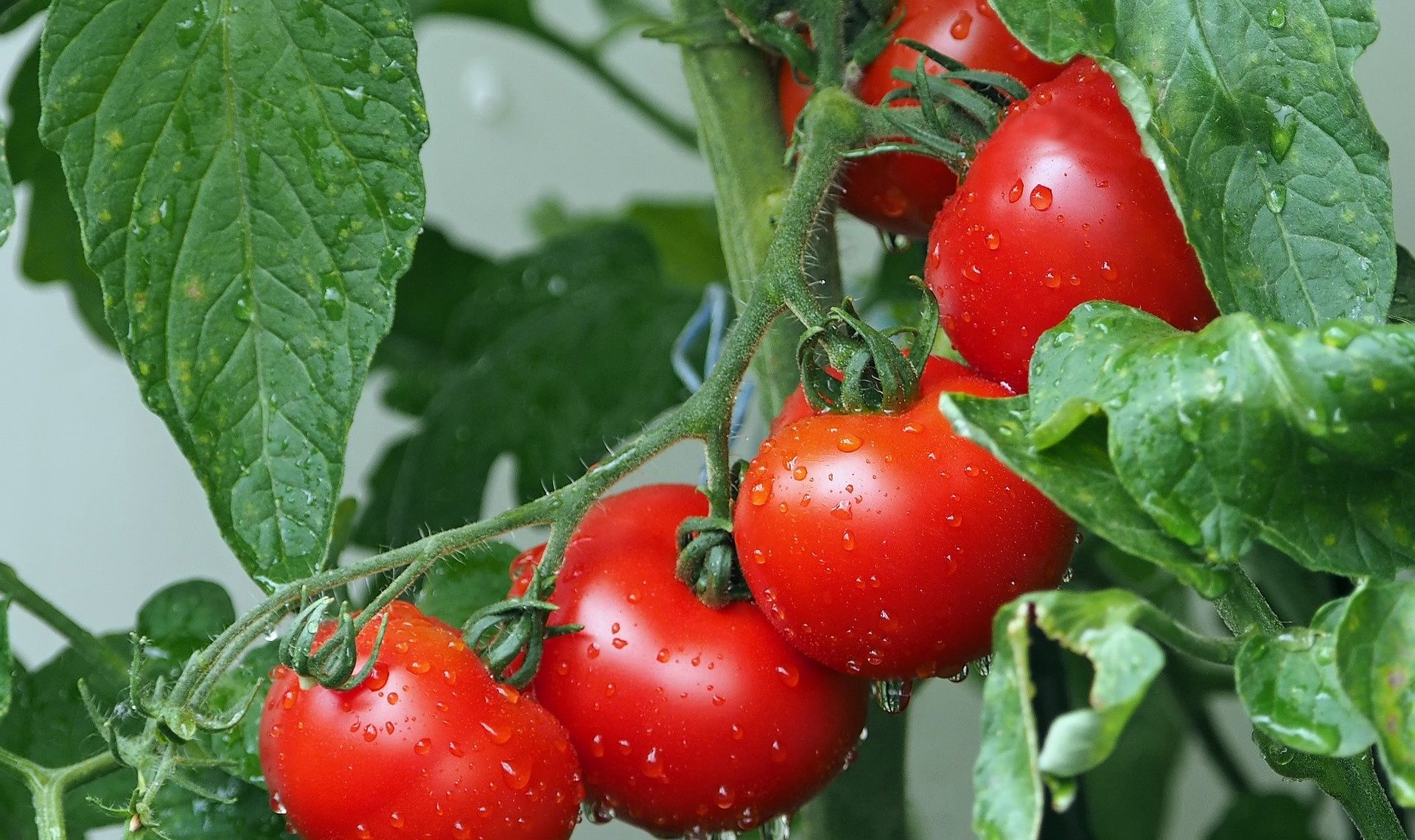 Covid-19 : soutien exceptionnel en faveur du secteur des fruits et légumes et du secteur vitivinicole