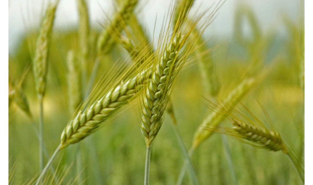 Cessation d’activité : statut juridique de la parcelle de subsistance