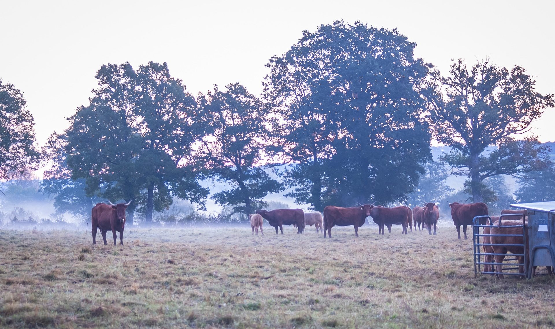 Aides couplées : les scénarios pour la future Pac inquiètent les éleveurs allaitants
