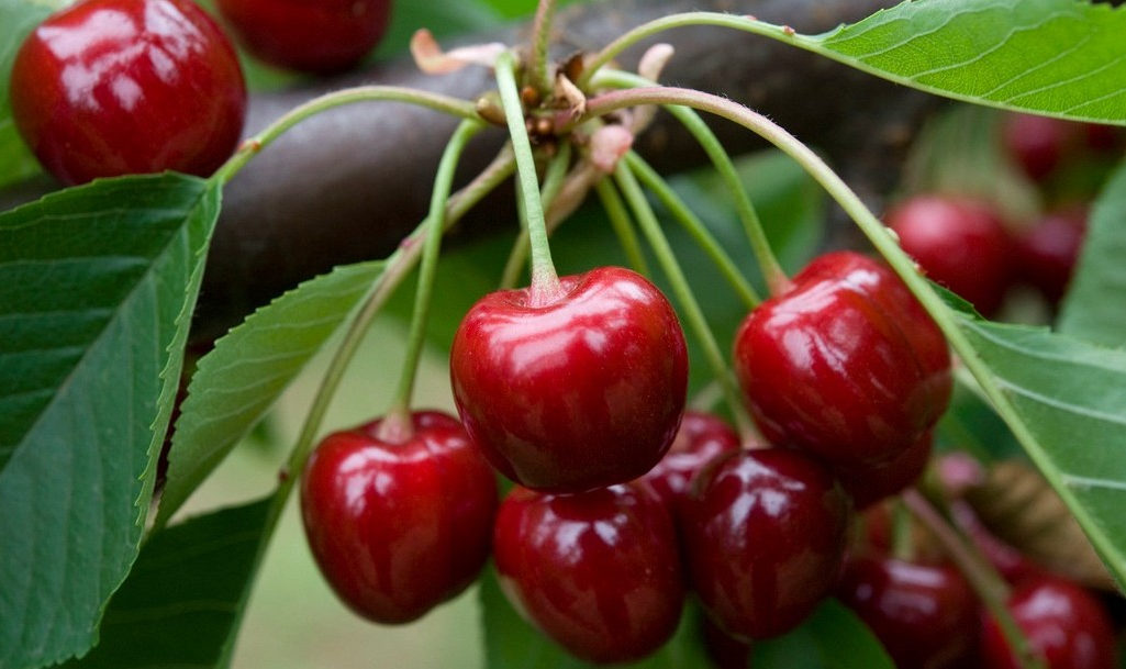 Les cinq mesures à retenir de la loi sur le climat