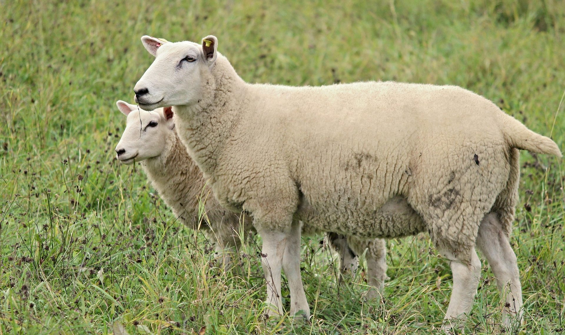 Montants des aides ovines et de l’aide caprine pour la campagne 2021