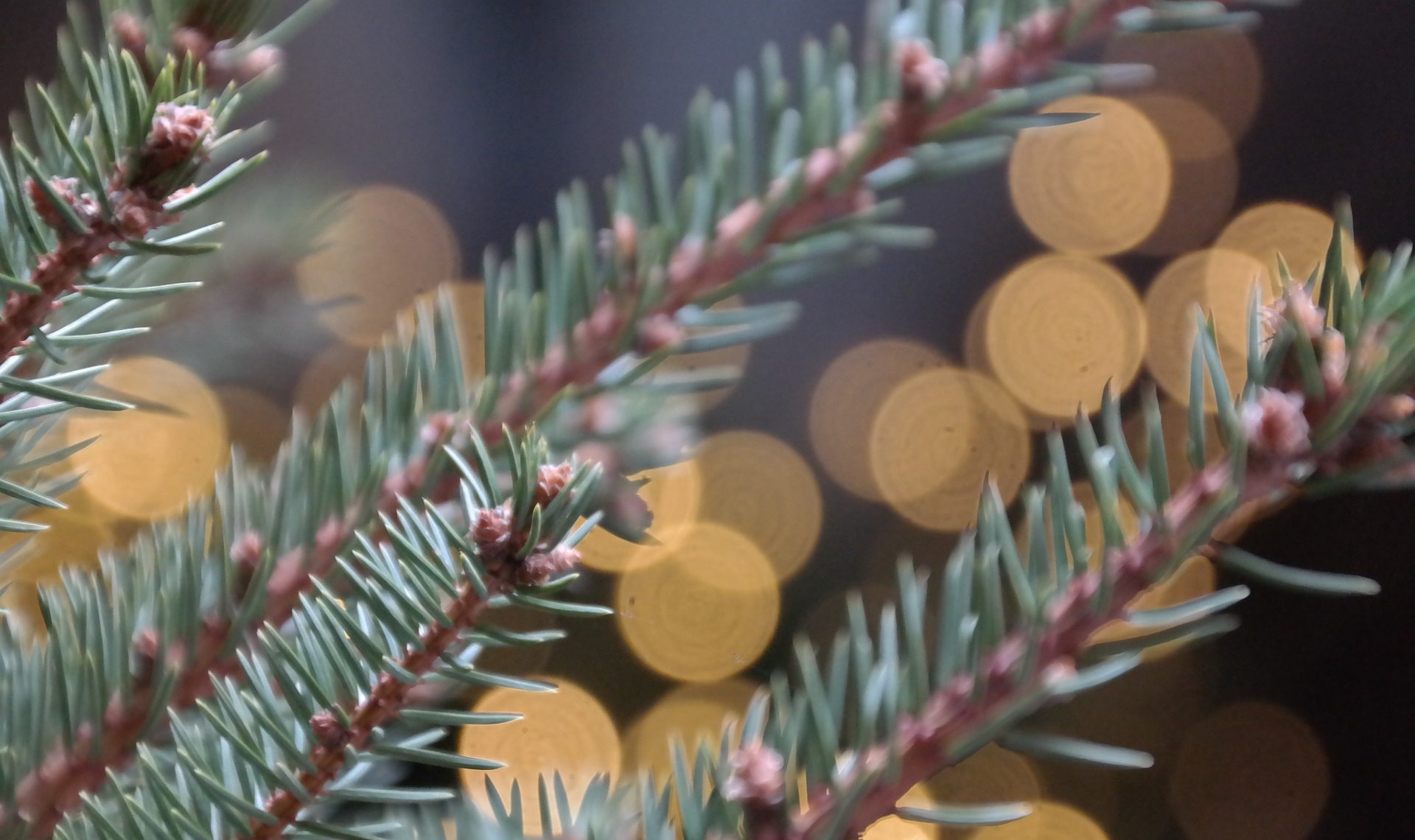 Filière forêt-bois : le volet renouvellement forestier de la mesure du Plan de Relance