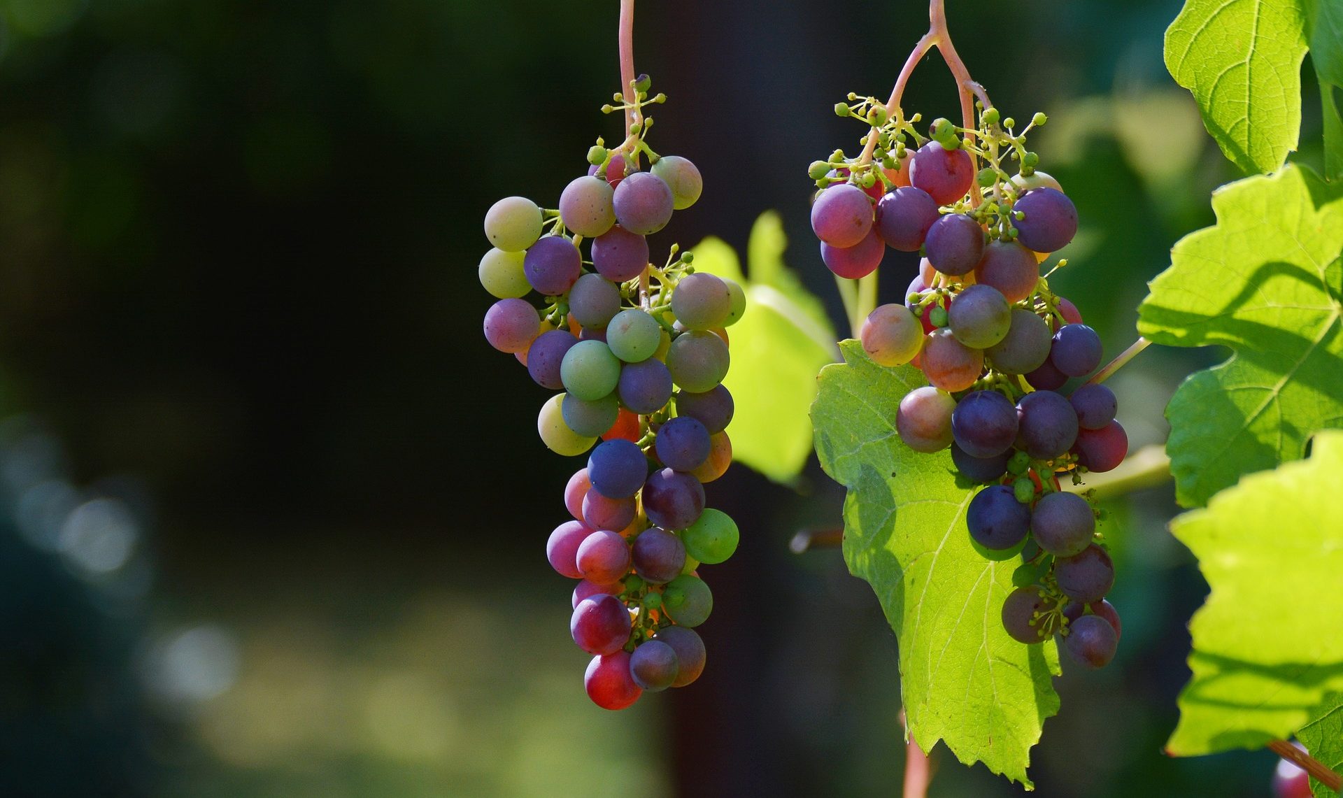 Filière vitivinicole : le programme de promotion des vins sur les marchés des pays tiers fait l’objet de modifications