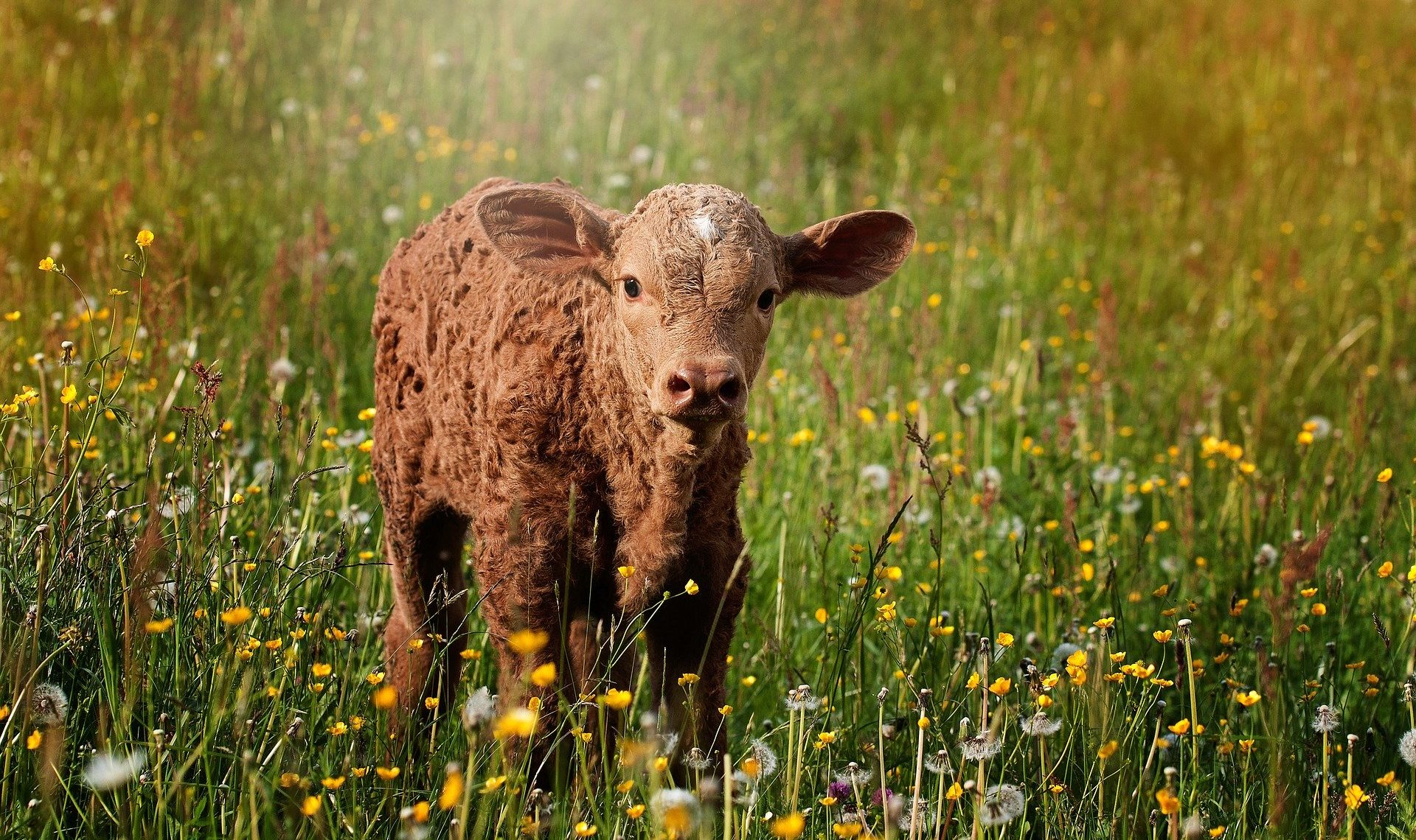 Nomination d’un référent bien-être animal