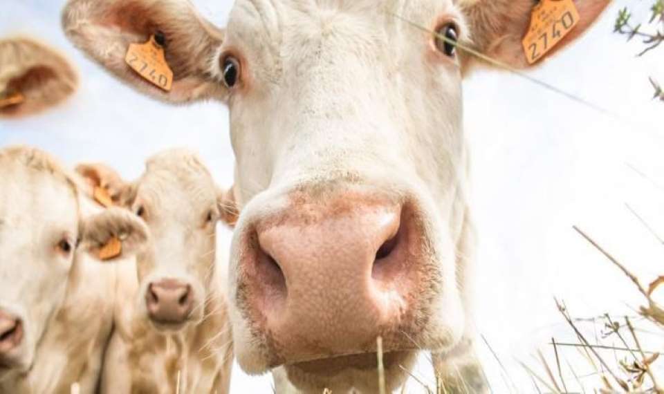Des mesures d’urgence pour réduire le stress thermique des vaches