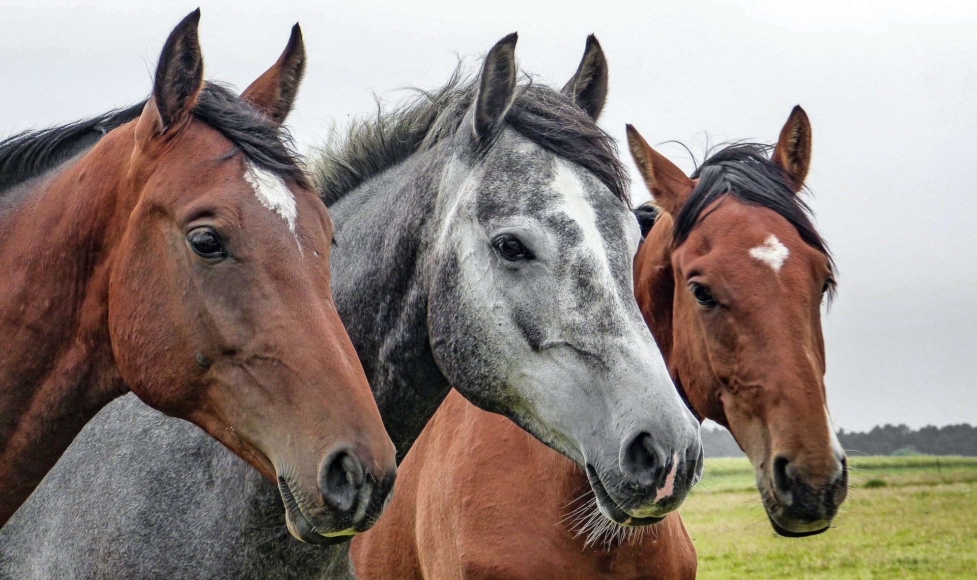 Gardiennage des chevaux : toujours pas de bail rural