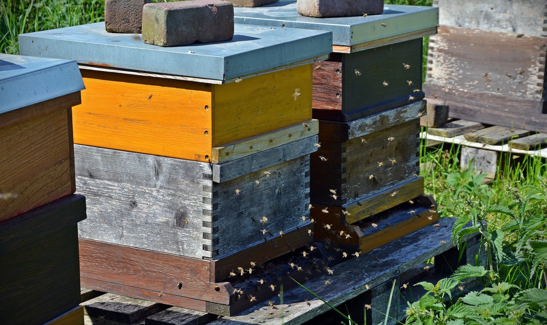 Pac et apiculture : jouer la carte des surfaces non productives