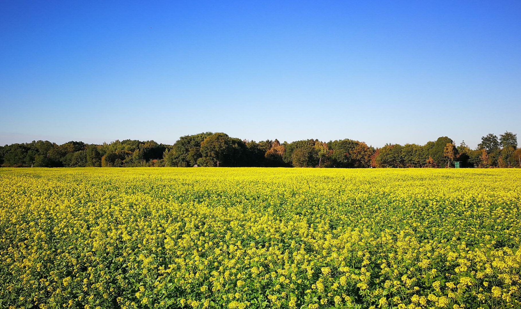 Agroforesterie : 250 millions d’euros demandés pour les haies