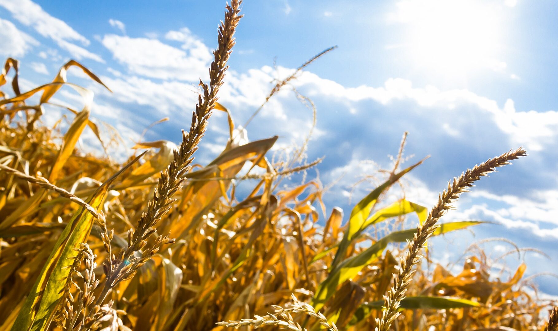 Les vers de terre aident à produire 128 millions de tonnes de céréales par an