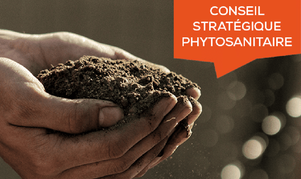 CONSEIL STRATEGIQUE PHYTOSANITAIRE