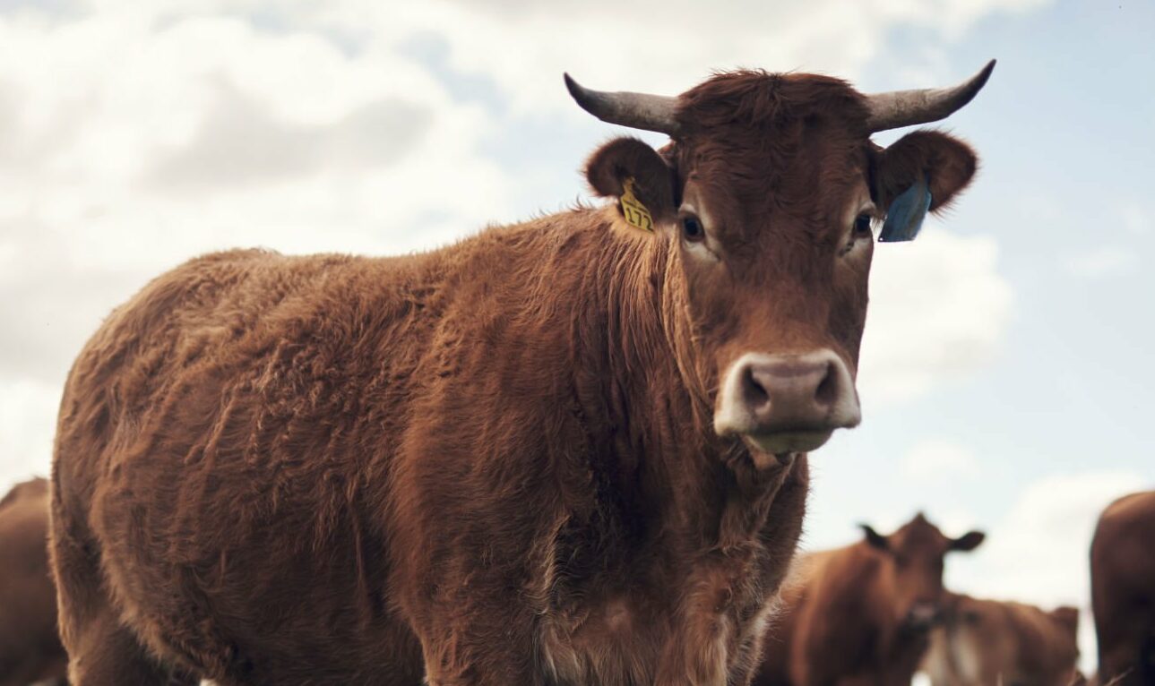 Aides PAC : conditions d’octroi de l’aide bovine dans les départements métropolitains (hors corse) pour la campagne 2024