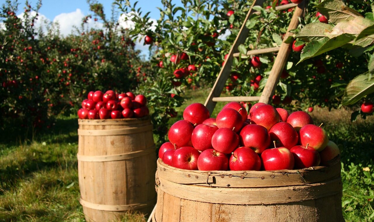 Les étiquettes directement apposées sur les fruits et légumes constituent-elles des emballages ?